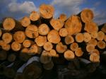 Fag Bucăţi de lemn | Lemn de esenţă tare | Cherestea | Nagy Bertold egyéni vállalkozó