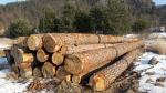 Buşteni de tăiat cu fierăstrăul