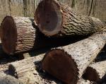 Nuc Buşteni de tăiat cu fierăstrăul |  Lemn de esenţă tare | Buşteni | Adam