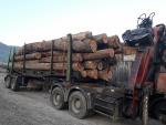 Stejar Buşteni pentru stâlpi | Lemn de esenţă tare | Buşteni | FIGULI, s.r.o.