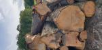 Cireş Buşteni de tăiat cu fierăstrăul |  Lemn de esenţă tare | Buşteni | 19th-Wood s.r.o.