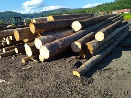 Molid Buşteni de tăiat cu fierăstrăul | Lemn moale | Buşteni | Peter Haladej