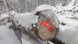 Arţar Buşteni de tăiat cu fierăstrăul |  Lemn de esenţă tare | Buşteni | Gazdovské lesy-Vyšná Rybnica poz. spol.