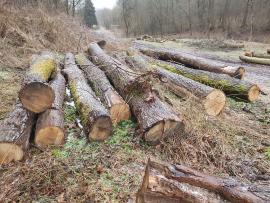 Stejar Buşteni de tăiat cu fierăstrăul | Lemn de esenţă tare | Buşteni | Bartoš Gašpar - Biofire