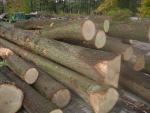 Stejar Buşteni de tăiat cu fierăstrăul | Lemn de esenţă tare | Buşteni | P.P.H.U DAN-DREW