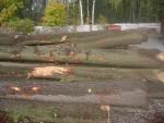 Stejar Buşteni de tăiat cu fierăstrăul | Lemn de esenţă tare | Buşteni | P.P.H.U DAN-DREW
