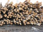 云杉 纸浆用木材 |  软木材 | 原木 | Закупка ООО