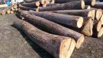 Stejar Buşteni de tăiat cu fierăstrăul |  Lemn de esenţă tare | Buşteni | TRANS-WOOD