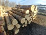 Arţar Buşteni de tăiat cu fierăstrăul |  Lemn de esenţă tare | Buşteni | PILA CIGNA, s.r.o.