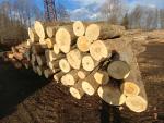 Arţar Buşteni de tăiat cu fierăstrăul |  Lemn de esenţă tare | Buşteni | PILA CIGNA, s.r.o.