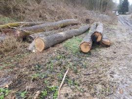 Stejar Buşteni de tăiat cu fierăstrăul |  Lemn de esenţă tare | Buşteni | Bartoš Gašpar - Biofire