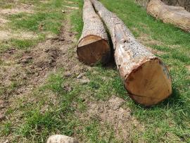 Stejar Buşteni de tăiat cu fierăstrăul